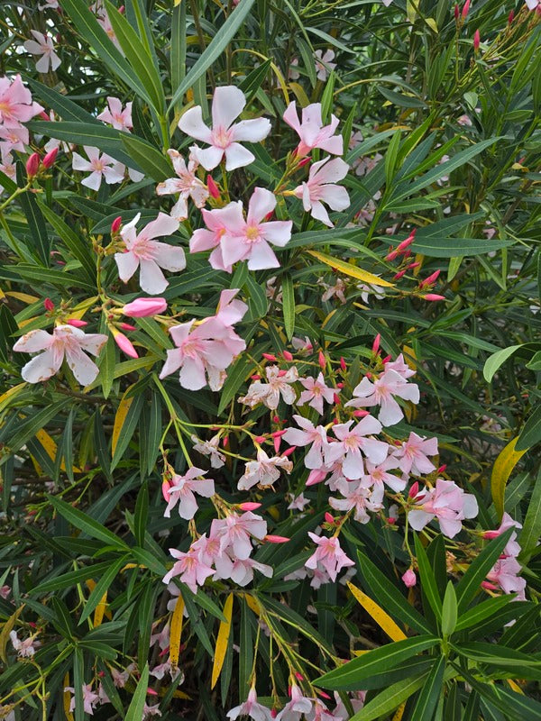 pink oleander plant Nerium oleander Hardy Pink