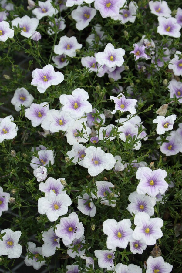 Image of Nierembergia gracilis 'Starry Eyes' taken at Juniper Level Botanic Gdn, NC by JLBG