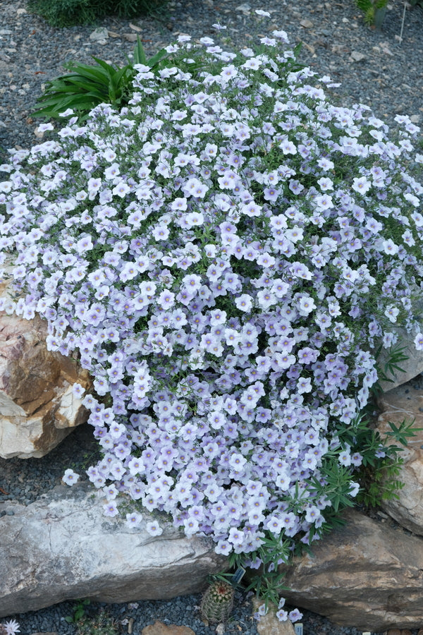 Image of Nierembergia gracilis 'Starry Eyes' taken at Juniper Level Botanic Gdn, NC by JLBG