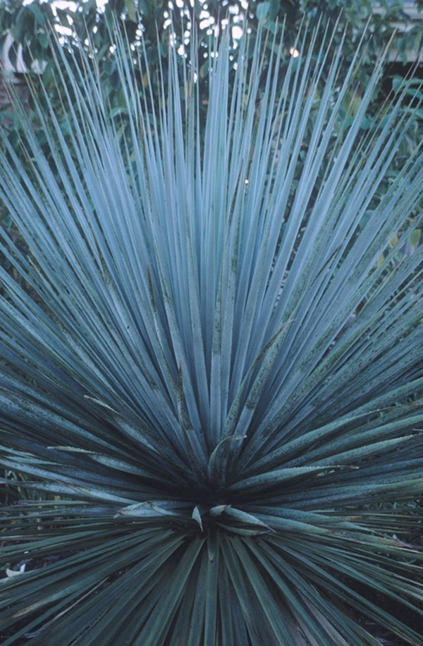 Image of Nolina nelsonii taken at Juniper Level Botanic Gdn, NC by JLBG