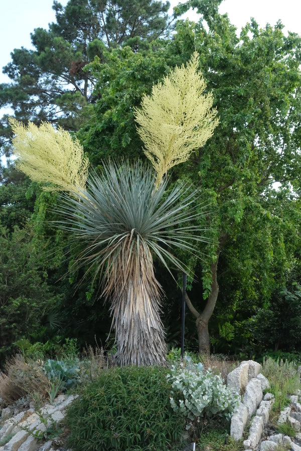 Image of Nolina nelsonii taken at Juniper Level Botanic Gdn, NC by JLBG