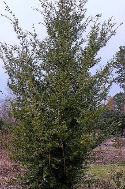 Image of Nothotsuga longibracteata taken at Juniper Level Botanic Gdn, NC by JLBG