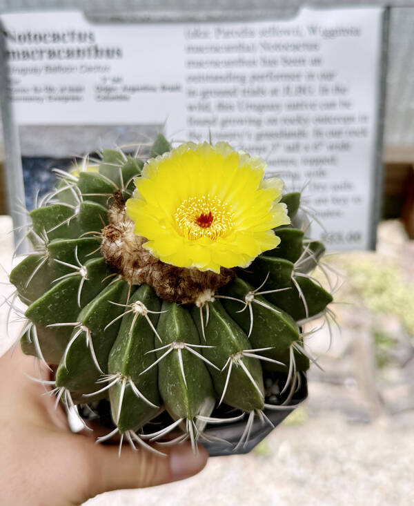 Image of Notocactus macracanthus