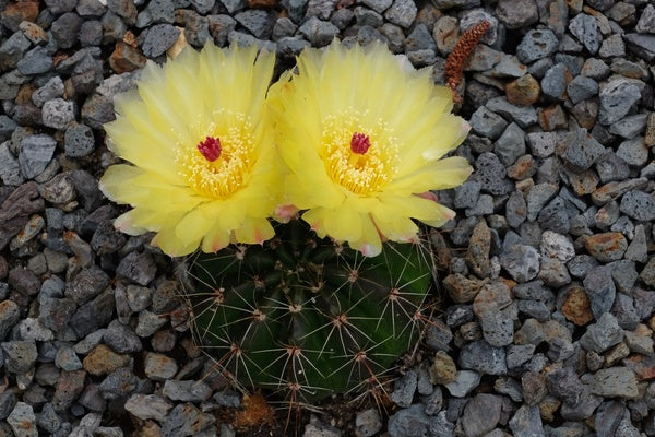 Image of Notocactus ottonis taken at Juniper Level Botanic Gdn, NC by JLBG