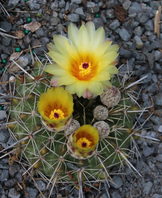 Image of Notocactus submammulosus  taken at Juniper Level Botanic Gdn, NC