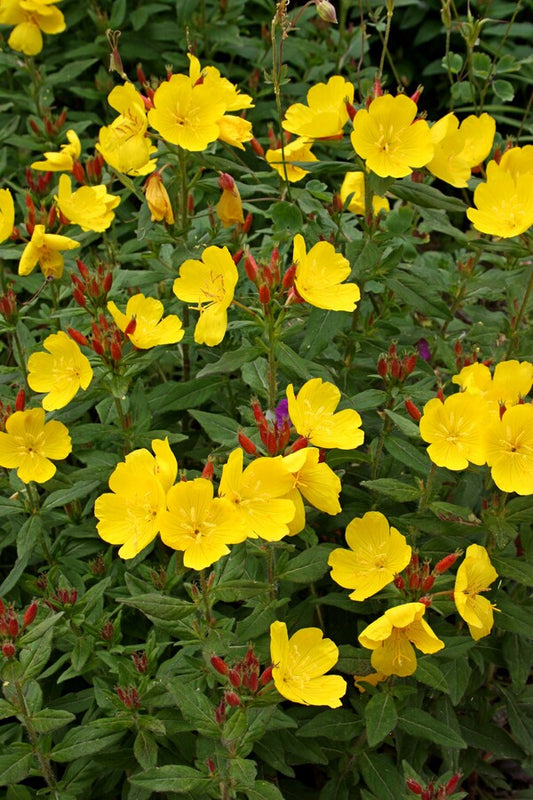 Image of Oenothera fruticosa 'Fireworks' taken at Juniper Level Botanic Gdn, NC by JLBG