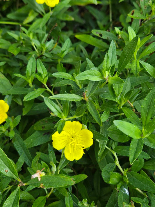 Image of Oenothera riparia 'Colleton' taken at Juniper Level Botanic Gdn, NC by JLBG
