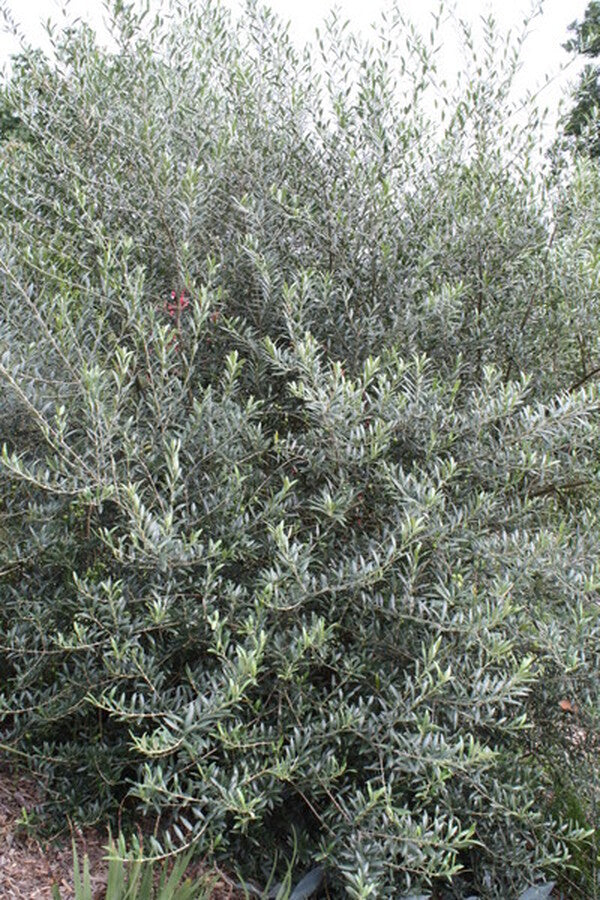 Image of Olea europaea 'Arbequina' taken at Juniper Level Botanic Gdn, NC by JLBG