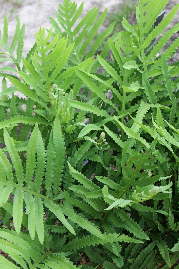 Image of Onoclea sensibilis 'Texas Too Tall' taken at Juniper Level Botanic Gdn, NC by JLBG