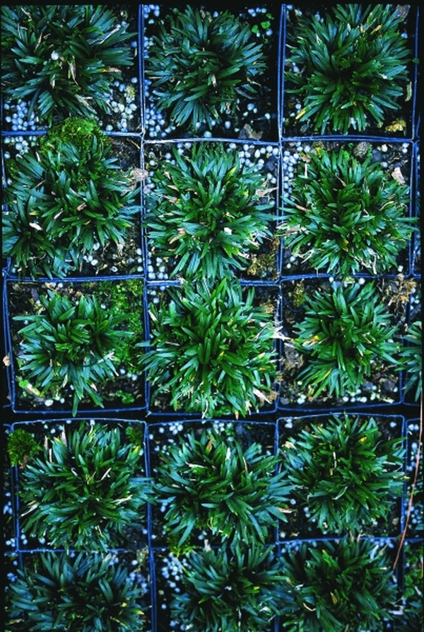 Image of Ophiopogon japonicus 'Bluebird' taken at Juniper Level Botanic Gdn, NC by JLBG