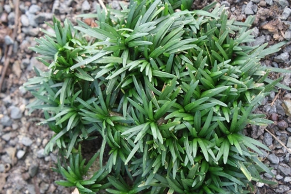 Image of Ophiopogon japonicus 'Bluebird' taken at Juniper Level Botanic Gdn, NC by JLBG