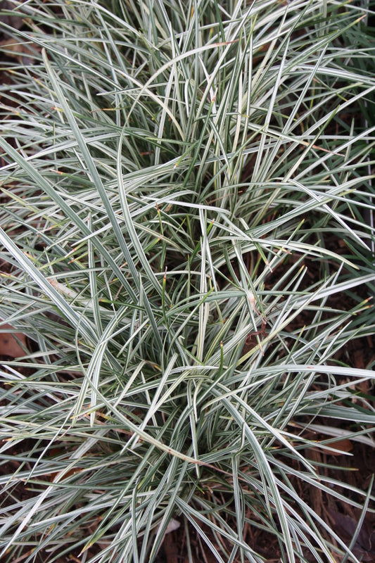 Image of Ophiopogon japonicus 'Comet' taken at Juniper Level Botanic Gdn, NC by JLBG