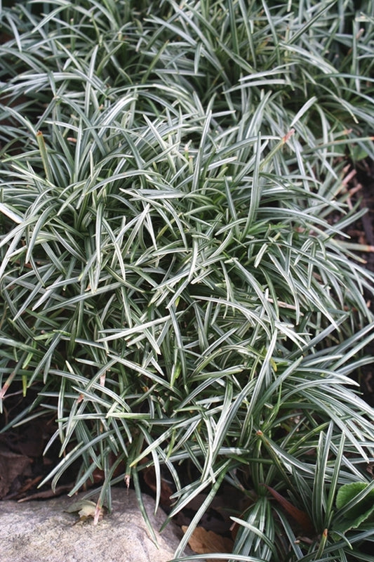 Image of Ophiopogon japonicus 'Fuiri Gyoku Ryu' taken at Juniper Level Botanic Gdn, NC by JLBG