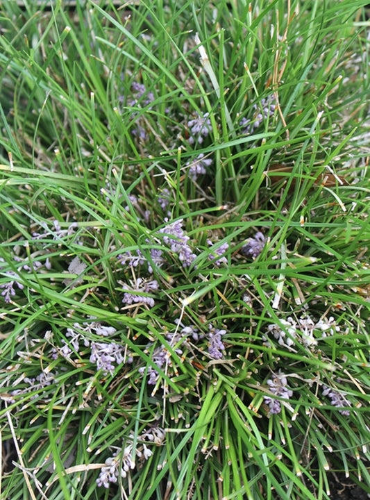 Image of Ophiopogon japonicus 'Tuff Tuft Lavender' taken at Juniper Level Botanic Gdn, NC by JLBG