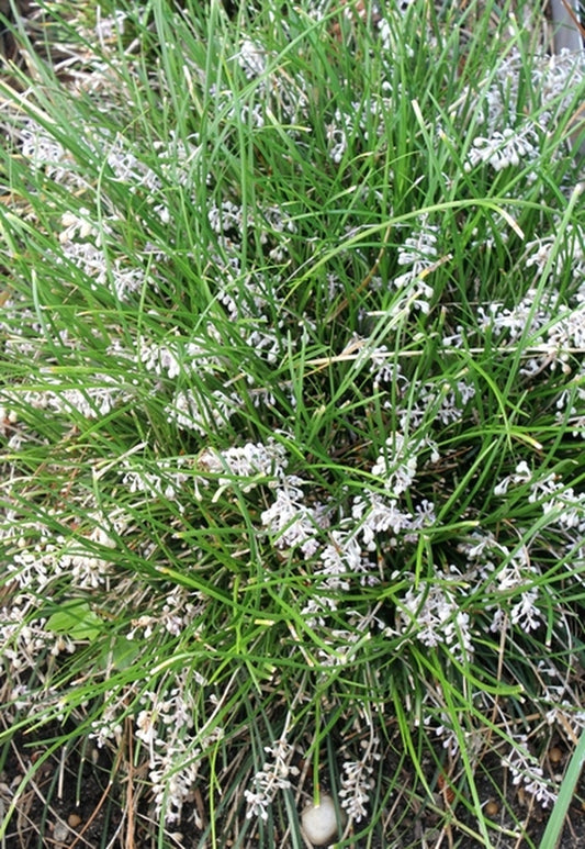 Image of Ophiopogon japonicus 'Tuff Tuft Silver' taken at Juniper Level Botanic Gdn, NC by JLBG