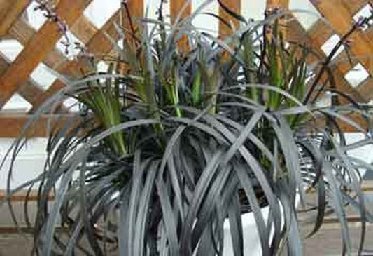 Image of Ophiopogon planiscapus 'Black Beard' PP 22,128 taken at California Gdn, CA by Pacific Plug & Liner