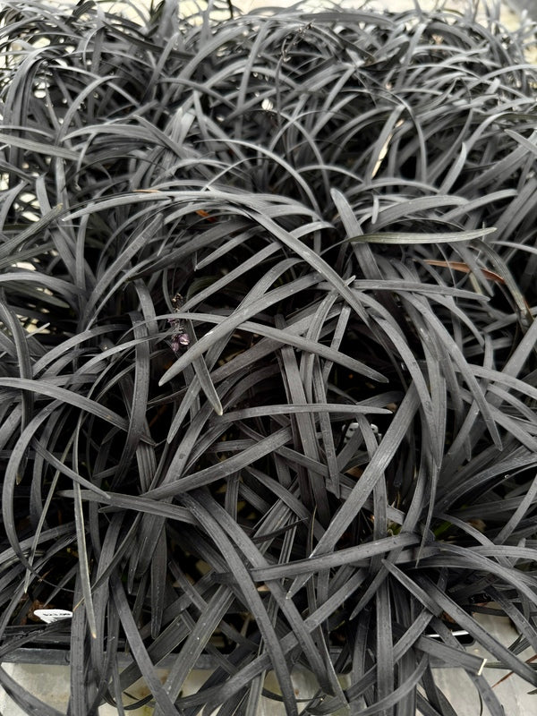 Ophiopogon planiscapus 'Kokuryu'