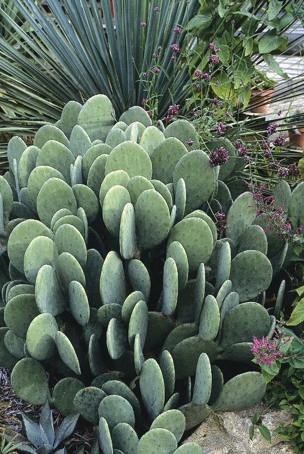 where to buy spineless prickly pear cactus Opuntia cacanapa Ellisiana