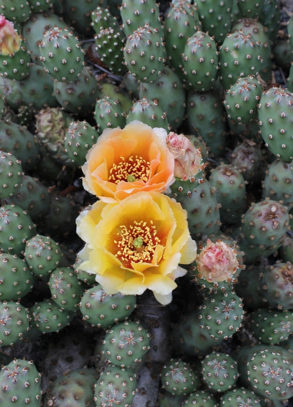 Image of Opuntia fragilis 'Potato' taken at Juniper Level Botanic Gdn, NC by JLBG