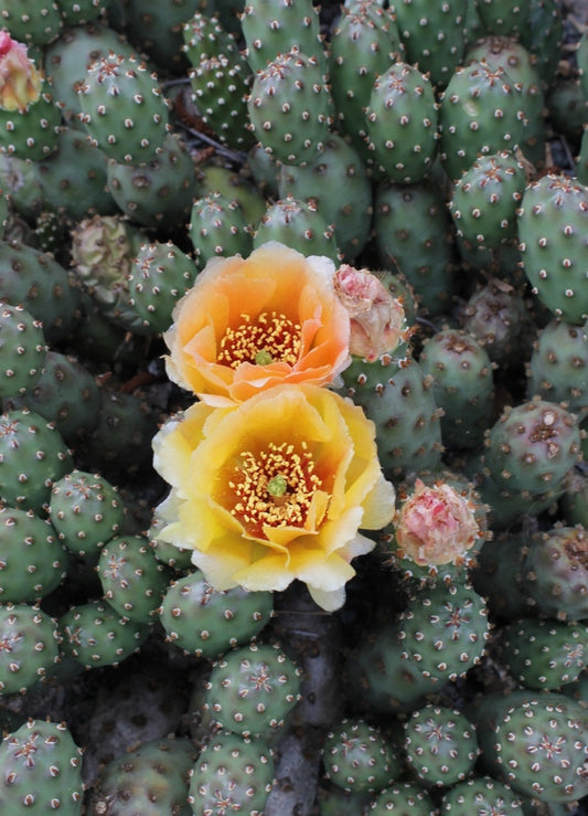 Image of Opuntia fragilis 'Potato' taken at Juniper Level Botanic Gdn, NC by JLBG