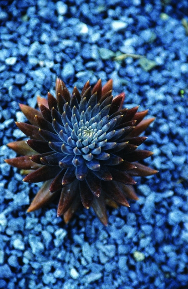 Image of Orostachys fimbriata taken at Juniper Level Botanic Gdn, NC by JLBG