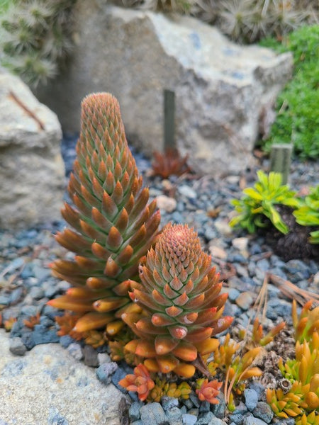 Image of Orostachys fimbriata taken at Juniper Level Botanic Gdn, NC by JLBG