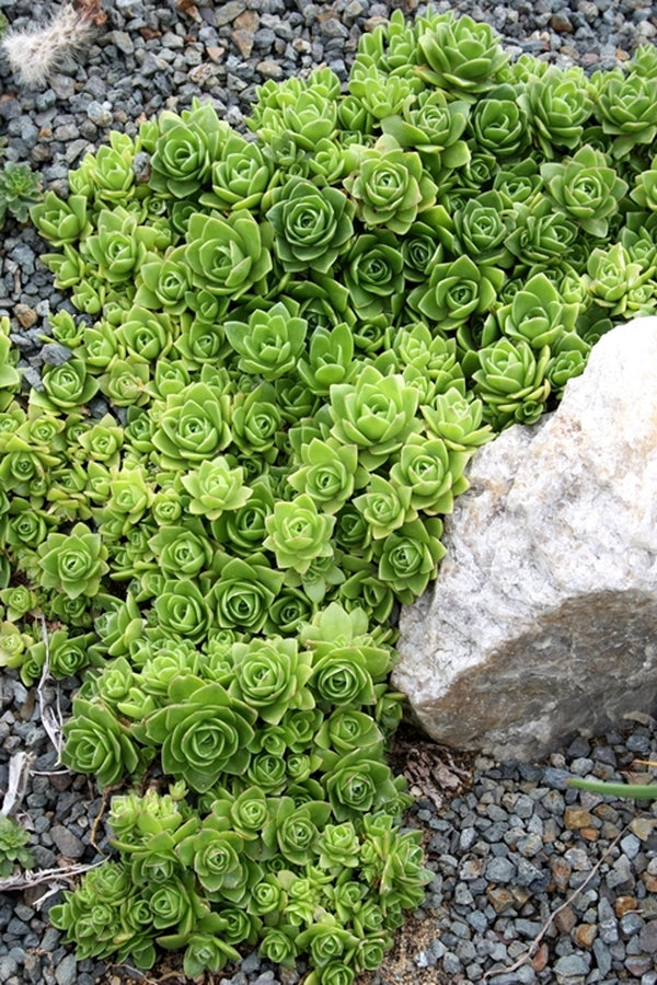 dunce cap succulent Learn about Orostachys malacophylla | Green Duncecap