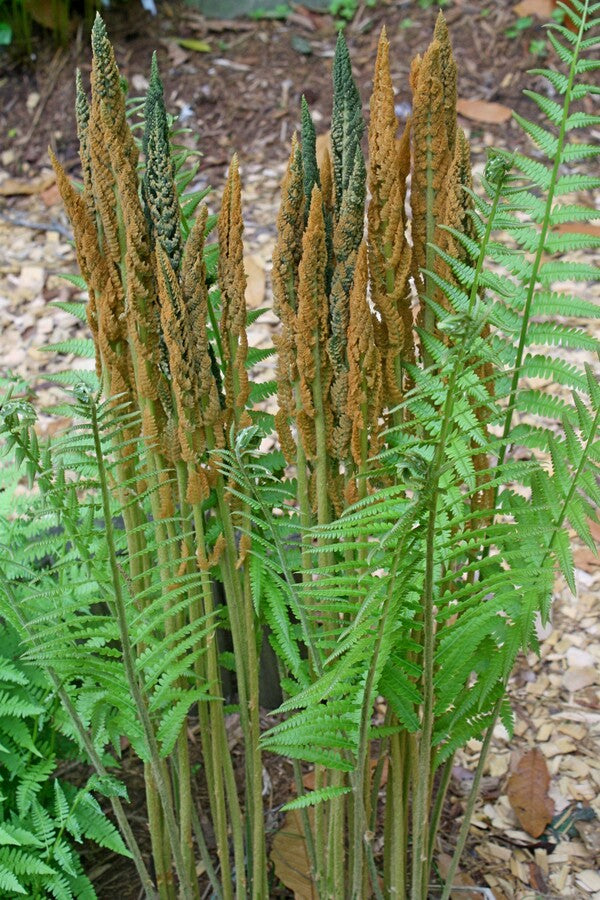 Image of Osmunda cinnamomea taken at Juniper Level Botanic Gdn, NC by JLBG