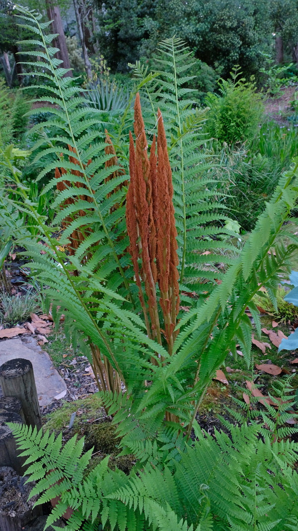 Image of Osmunda cinnamomea taken at Juniper Level Botanic Gdn, NC by JLBG