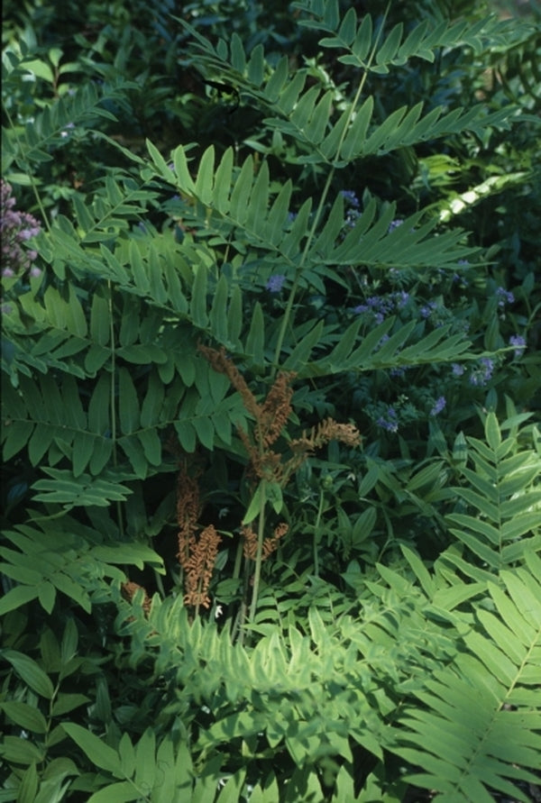 Image of Osmunda japonica taken at Woodlanders Nsy, SC