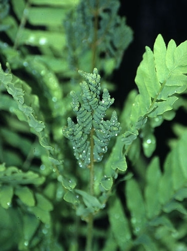 Learn about Osmunda regalis | European Royal Fern | Perennial Encyclopedia