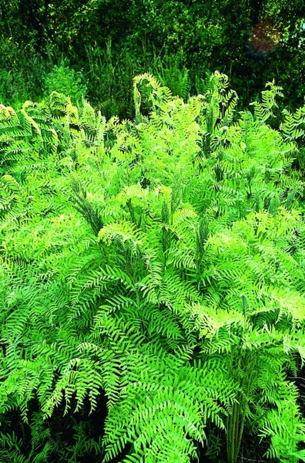 Image of Osmunda spectabilis taken at Juniper Level Botanic Gdn, NC by JLBG
