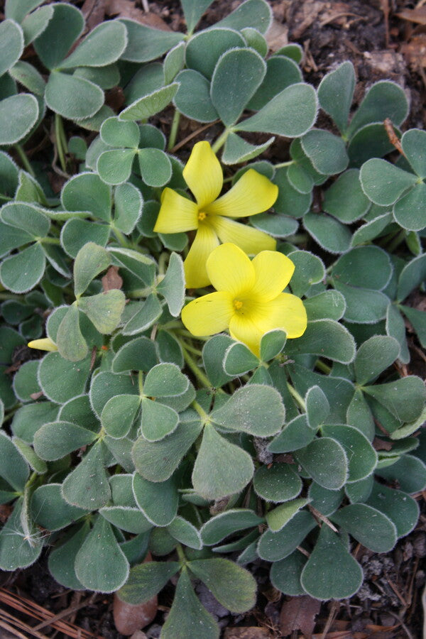 Image of Oxalis melanosticta 'Ken Aslet' taken at Juniper Level Botanic Gdn, NC by JLBG