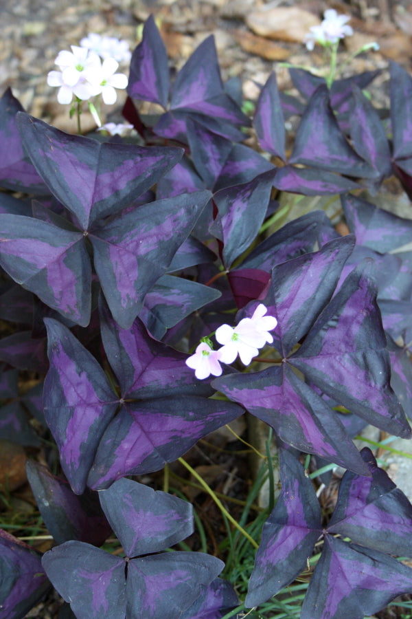 Image of Oxalis triangularis 'Atropurpurea' taken at Juniper Level Botanic Gdn, NC by JLBG
