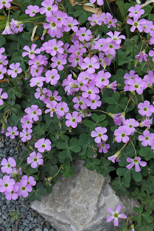 Image of Oxalis violacea 'Lufkin Lover' taken at Juniper Level Botanic Gdn, NC by JLBG