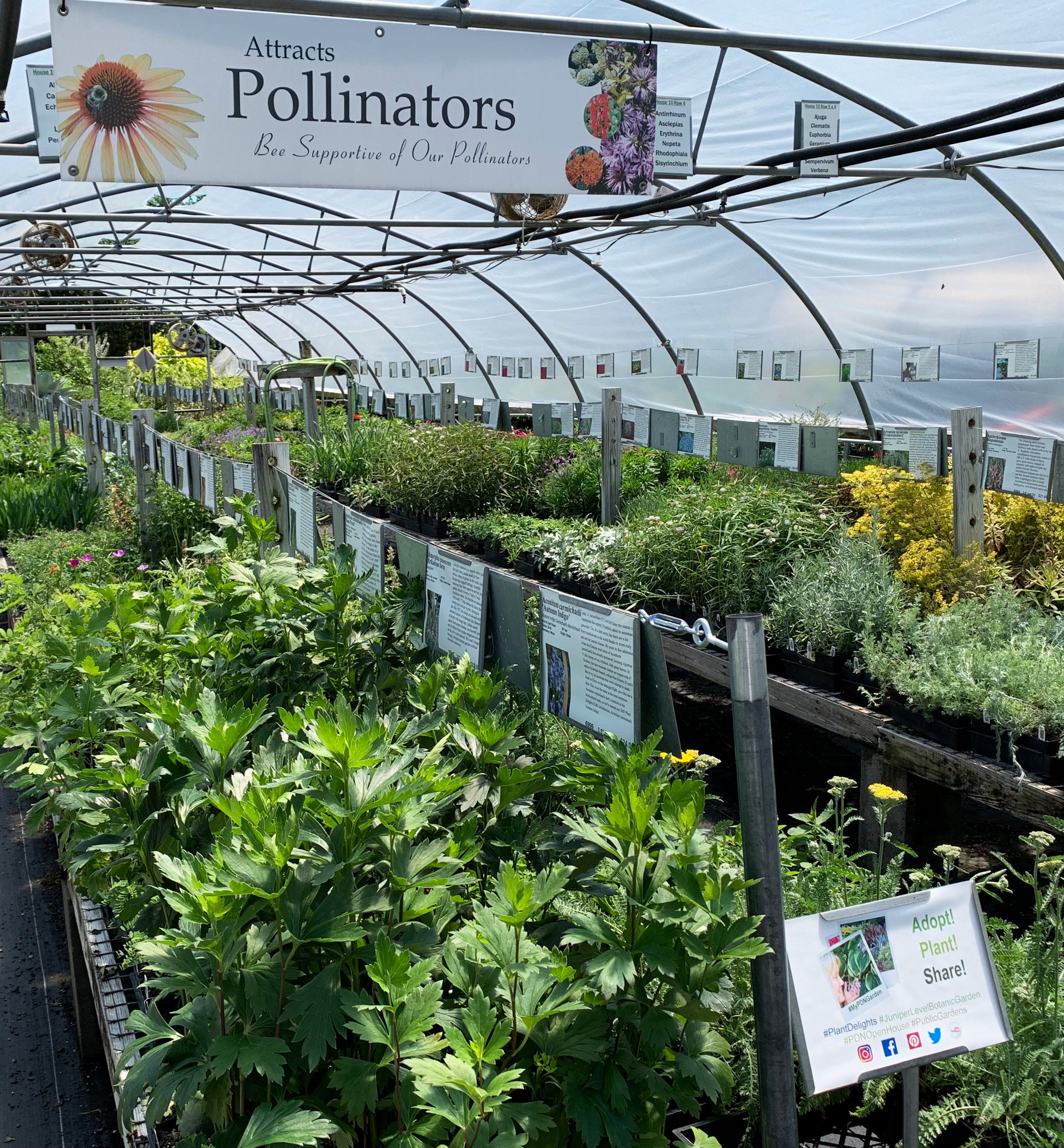 Perennial Garden Plants, Online Nursery Plant Delights Nursery