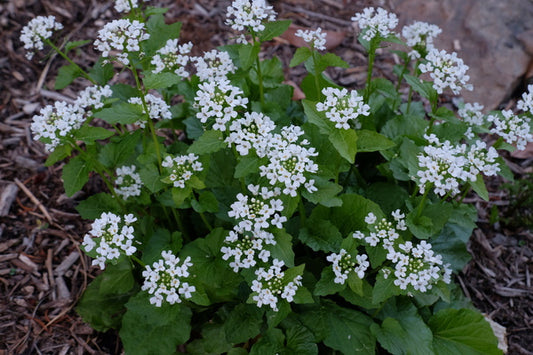 Image of Pachyphragma macrophyllum taken at Juniper Level Botanic Gdn, NC by JLBG
