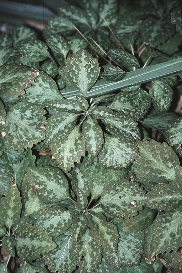 Image of Pachysandra procumbens 'Angola' taken at Juniper Level Botanic Gdn, NC by JLBG