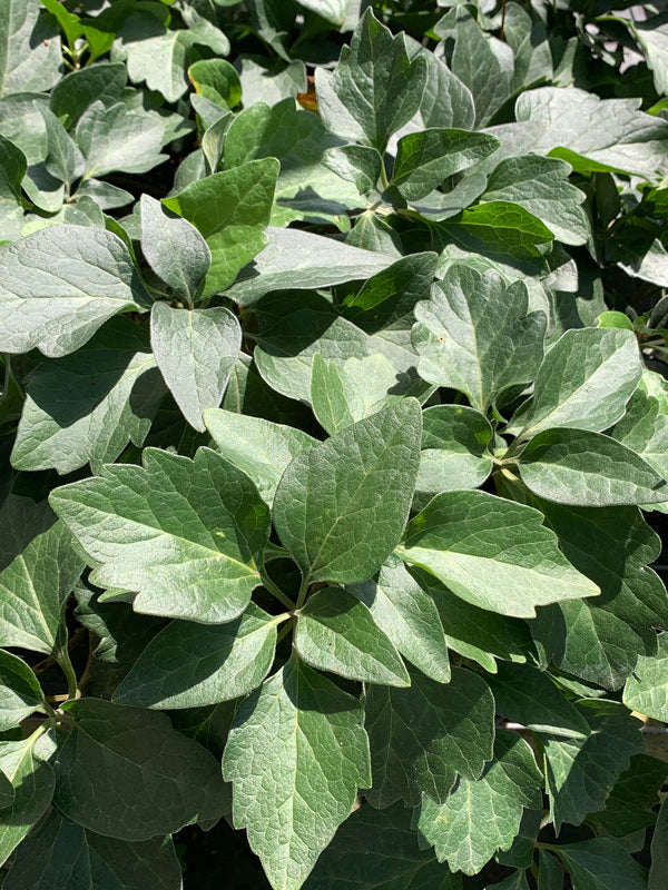 Image of Pachysandra procumbens 'Angola' taken at Juniper Level Botanic Gdn, NC by C. Hardison
