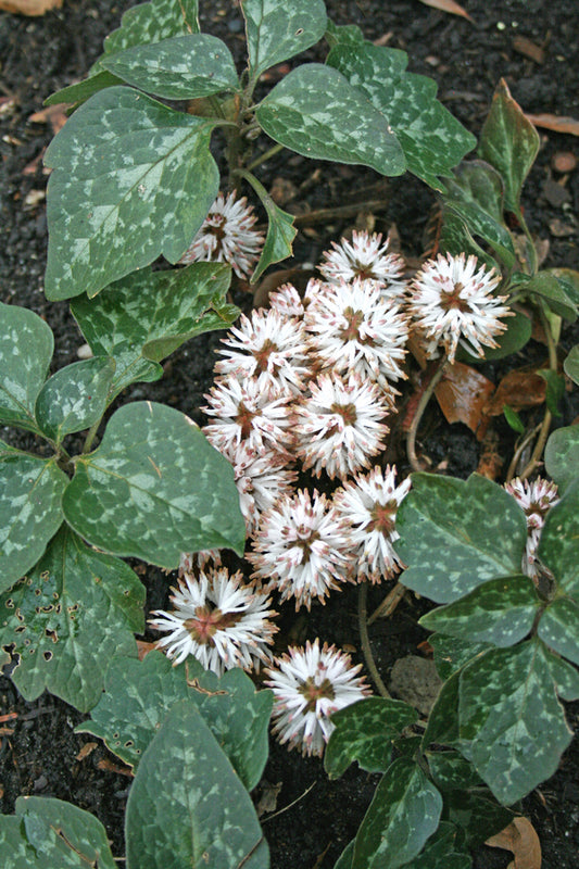 Image of Pachysandra procumbens 'Angola' taken at Juniper Level Botanic Gdn, NC by JLBG