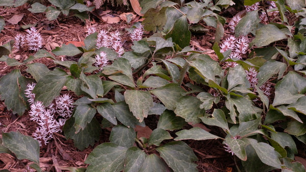 Image of Pachysandra procumbens 'Jackson' taken at Juniper Level Botanic Gdn, NC by JLBG