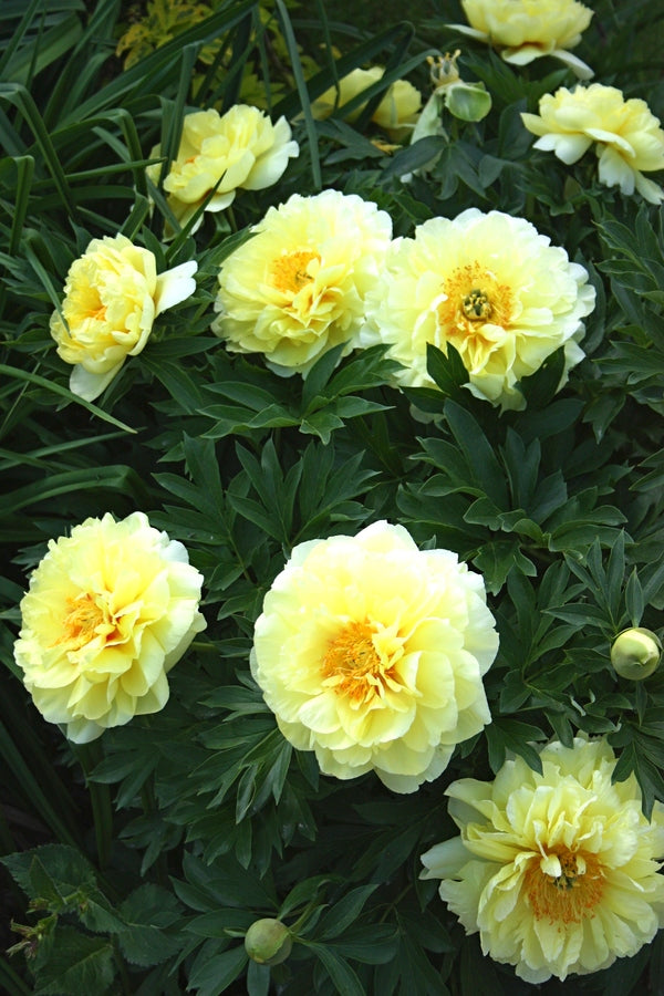 Image of Paeonia 'Bartzella' taken at Juniper Level Botanic Gdn, NC by JLBG