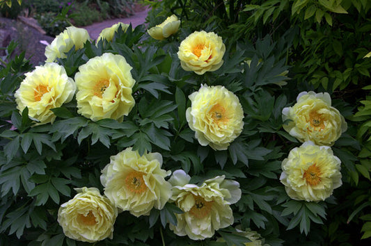 Image of Paeonia 'Bartzella' taken at Juniper Level Botanic Gdn, NC