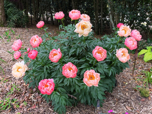 Image of Paeonia 'Coral Charm' taken at Juniper Level Botanic Gdn, NC by Lidia Churakova