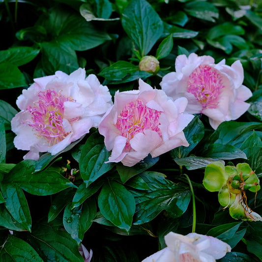 Image of Paeonia 'Do Tell' taken at Juniper Level Botanic Gdn, NC by JLBG