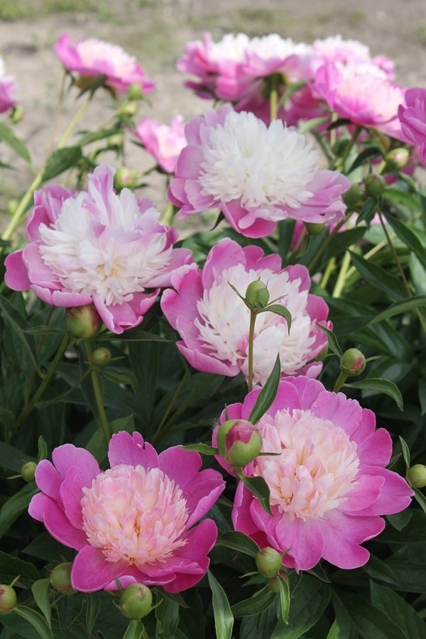 Paeonia Gay Paree