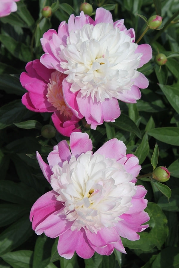 Image of Paeonia 'Gay Paree' taken at Walters Gardens, MI