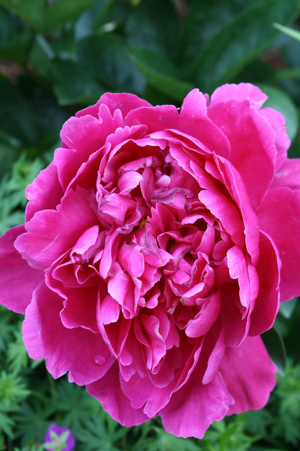 Image of Paeonia 'Kansas' taken at Juniper Level Botanic Gdn, NC by JLBG