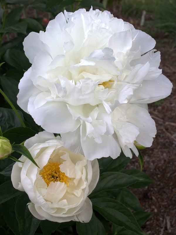 Image of Paeonia 'Miss America'