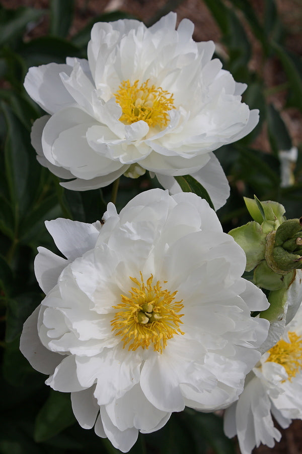 Paeonia Miss America | Miss America Peony